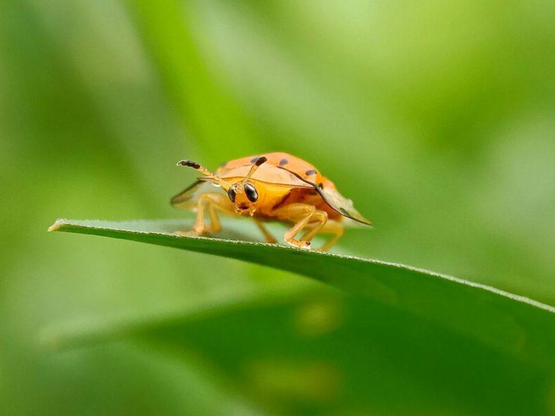 Texas Pests That LOVE Summer